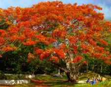 Flame Tree